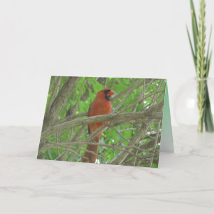 Carte Le joli cardinal dans l'arbre vierge photo