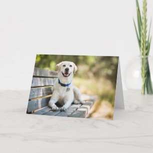 Carte Le Labrador Jaune Est Sur Le Banc