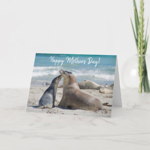 Cartes De Vœux Bebe Phoque Mignon Zazzle Fr