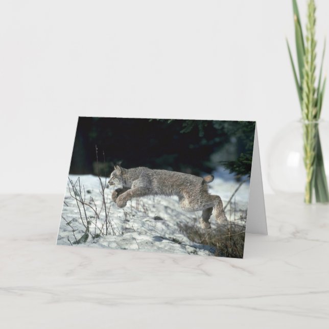Carte Le lynx du Canada saute sur la neige (Devant)