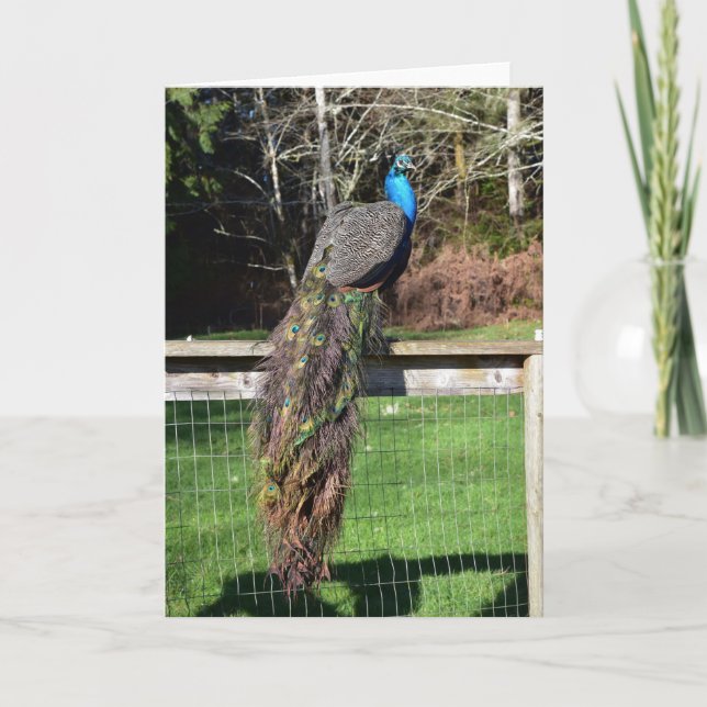 Carte Le paon se prépare sur la clôture (Devant)