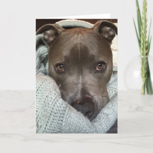 Carte Le Pitbull- féroce ? Je pense pas.