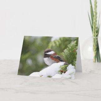 Carte Le poulet en neige sur un cèdre