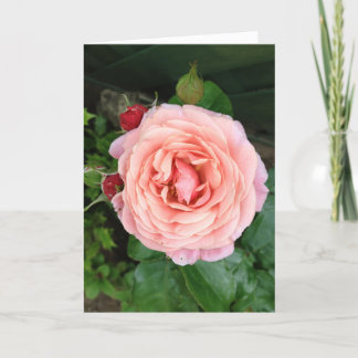 Carte Le Rose Dusty Springfield