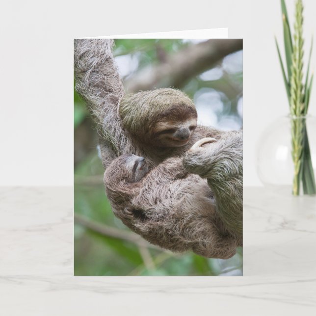 Carte Le Sloth Baby avec sa mère pendue à un arbre (Devant)