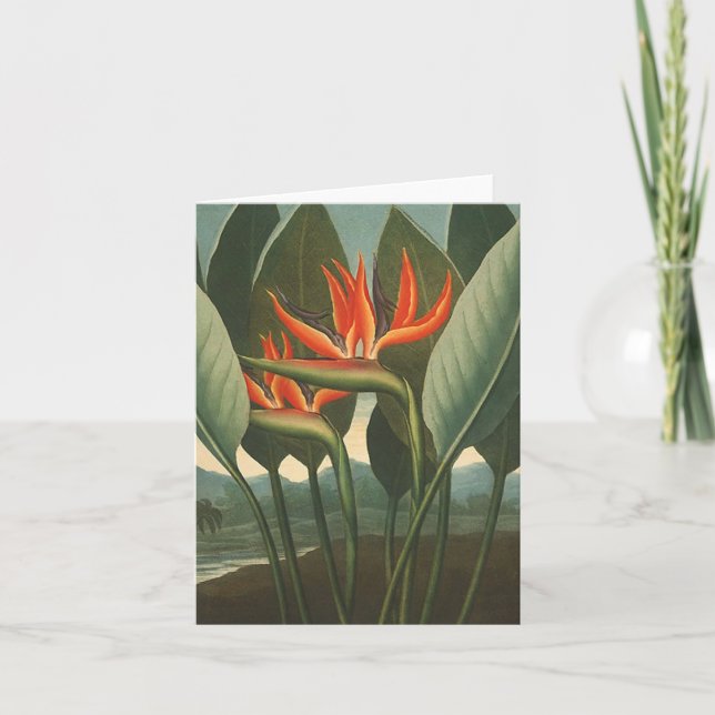 Carte "Le temple de la reine (oiseau du paradis)" - de (Devant)