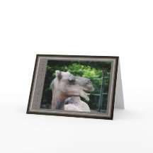 Le visage de chameau obtiennent des souhaits bons