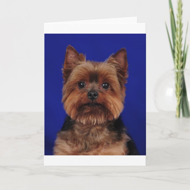Carte Le Yorkie (Devant)