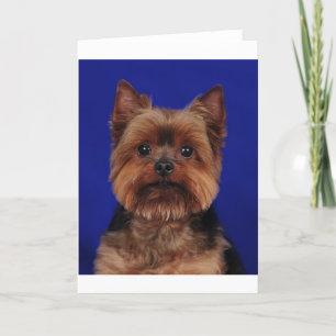 Carte Le Yorkie