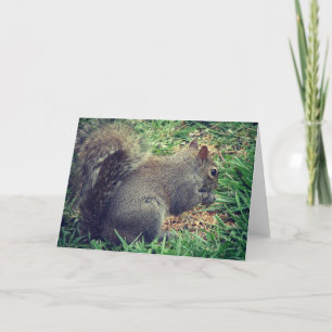 Carte L'écureuil dans les semences d'oiseaux