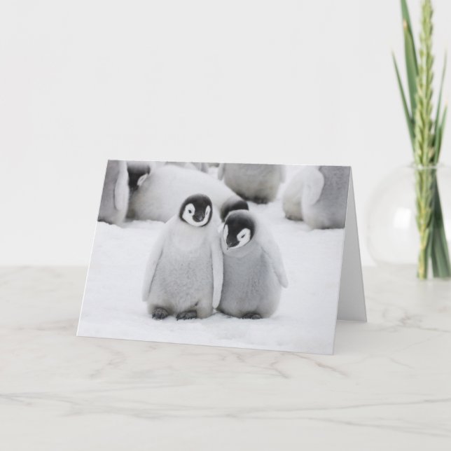 Carte L'empereur Penguin Chicks sur la glace en Antarcti (Devant)