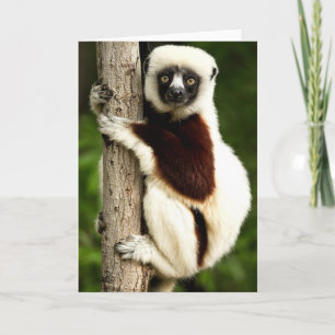 Carte Lémurien Sifaka dans la forêt de Madagascar