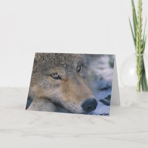 Carte Les amateurs de loups gris