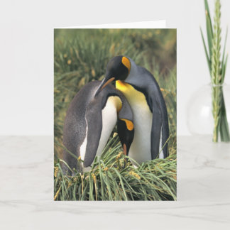 Carte Les amoureux des pingouins