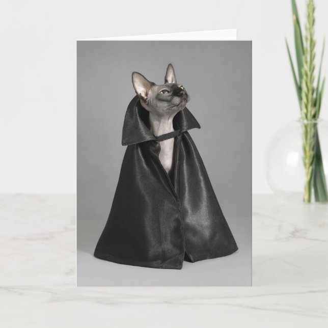 Carte Les bébés animaux les plus mignons | Chat sphynx c (Devant)