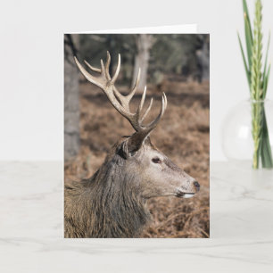 Carte Les cerfs du roi du parc de Richmond, Londres, Roy