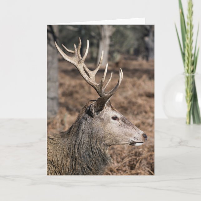 Carte Les cerfs du roi du parc de Richmond, Londres, Roy (Devant)