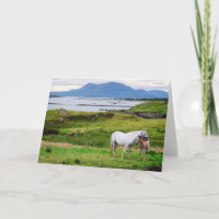 Les chevaux de Connemara | Galway, Irlande