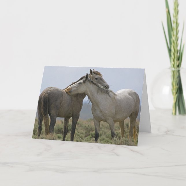 Carte Les Chevaux Sauvages (Devant)