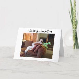 CARTE LES CHIENS QUI REGARDENT LES CRAZY CATS MOVIE DIT 