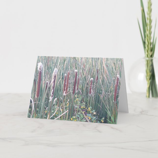Carte "Les Corndogs de la nature" (Devant)