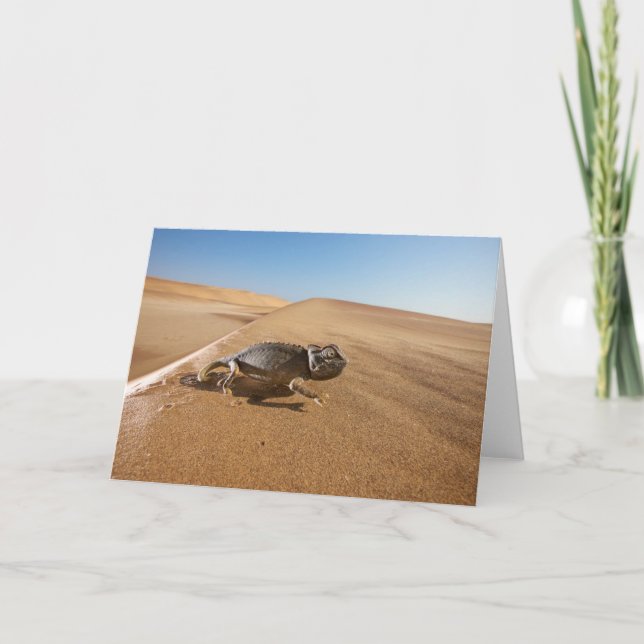 Carte Les déserts | Namaqua Chameleon dans le désert (Devant)