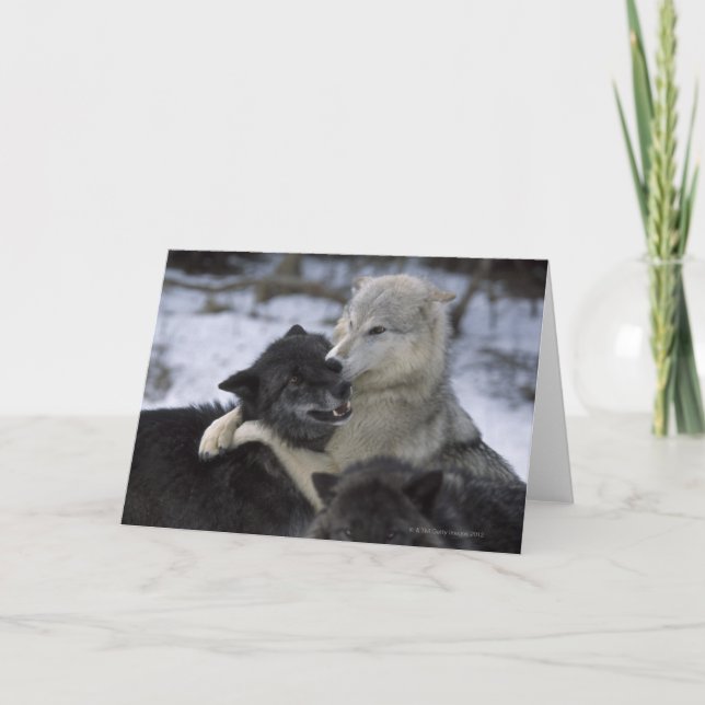 Carte Les Etats-Unis, Montana, loups jouant dans la (Devant)