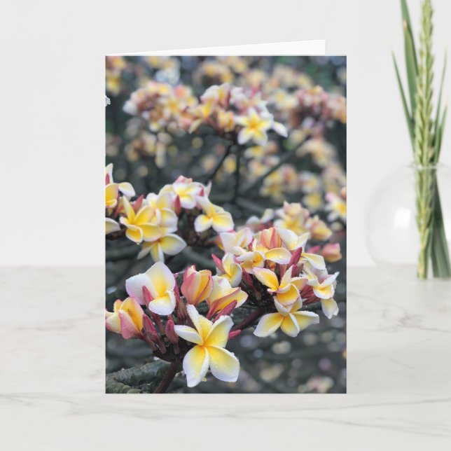 Carte Les fleurs de la plumeria (Devant)