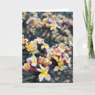 Carte Les fleurs de la plumeria