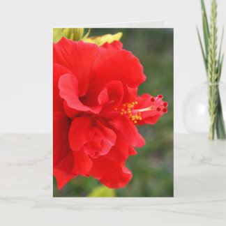 Carte les ketmies rouges se ferment