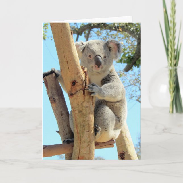 Carte Les Koala-fications font de vous le meilleur _____ (Devant)