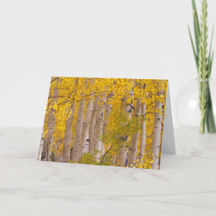 Carte Les peupliers d'automne dans le col Kebler au Colo