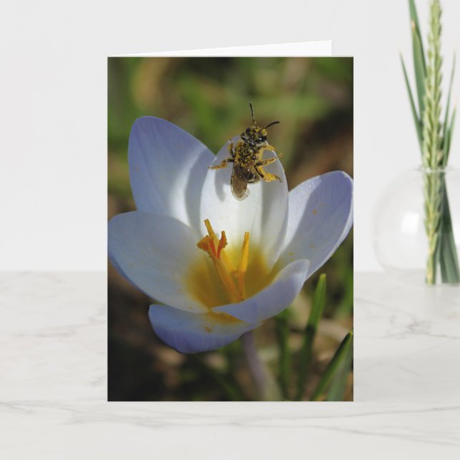 Carte Les premiers signes du printemps (Devant)