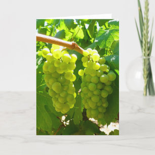 Carte Les raisins verts sur la vigne