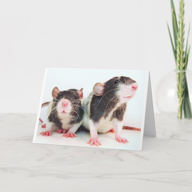 Carte Les vraies femmes possèdent des rats ! (Devant)