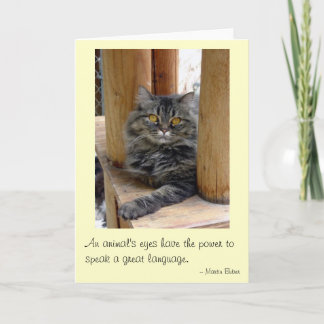 Carte Les yeux des Tsiganes