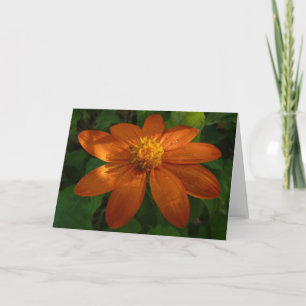 Carte Lever de soleil sur une fleur orange de tournesol