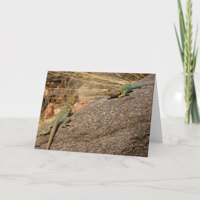 Carte Lézards à collier occidentaux au Colorado (Devant)