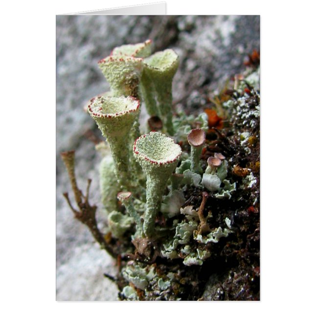 Carte Lichens (Devant)