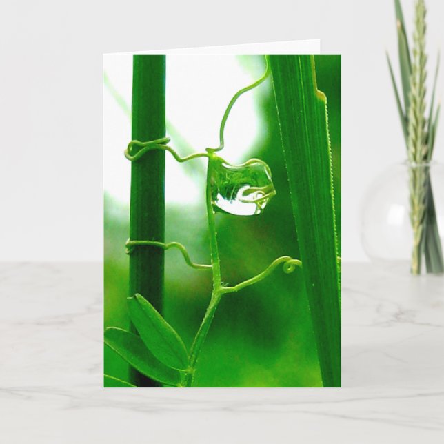 Carte L'idiot, le tarot dans la nature, de nouveaux débu (Devant)