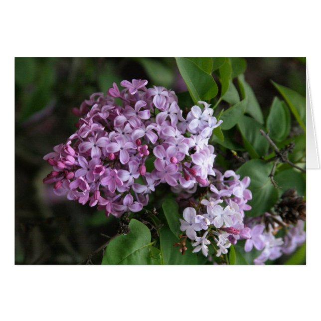 Carte, "LILAC BLOSSOMS" (Devant horizontal)