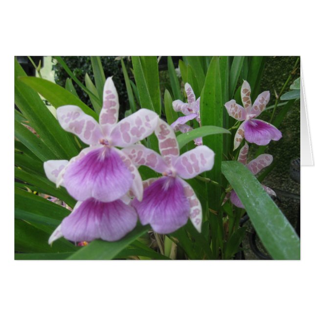 Carte Lilac et Orchidées Blanches (Devant horizontal)