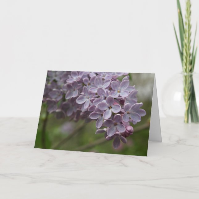 Carte Lilac (Syringa spp.) (Devant)