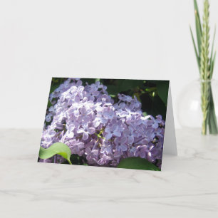 Carte Lilas en pleine floraison