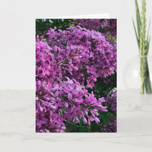Carte lilas rose violet   photo florale rose romantique