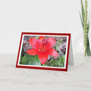 Carte Lilie rouge 2