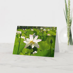 Carte Lily à Los Poblanos