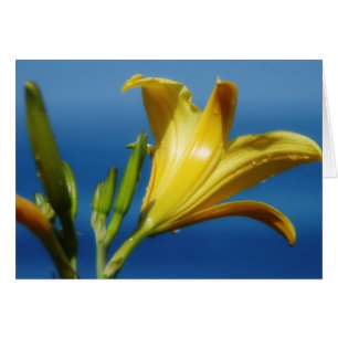 Carte Lily jaune