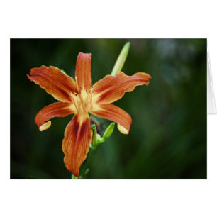 Carte Lily P6588
