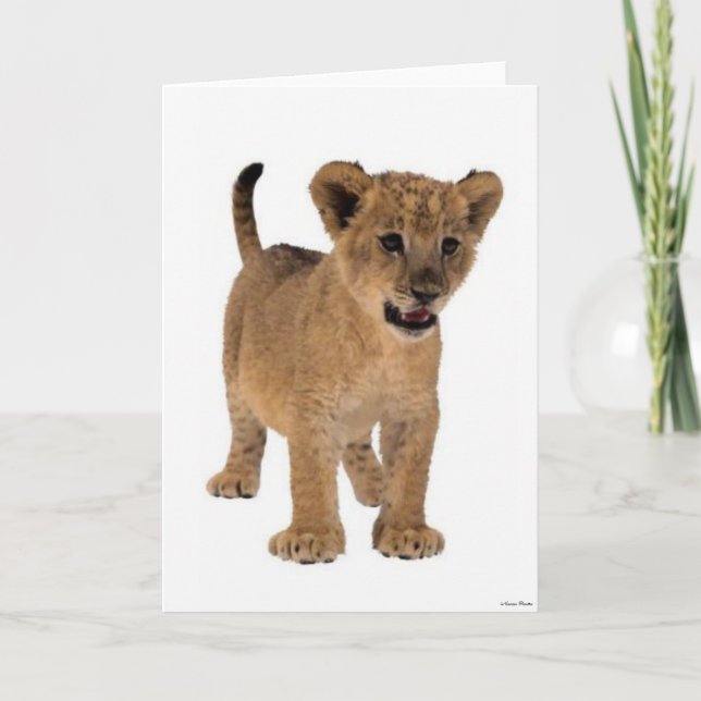 Carte Lion Baby Card (Devant)
